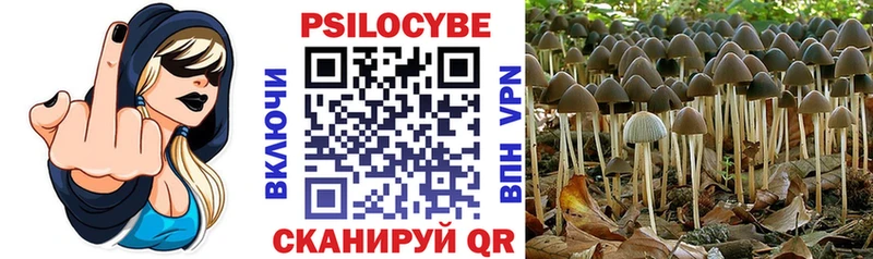 mega ТОР  где можно купить наркотик  Перевоз  Галлюциногенные грибы Psilocybine cubensis 